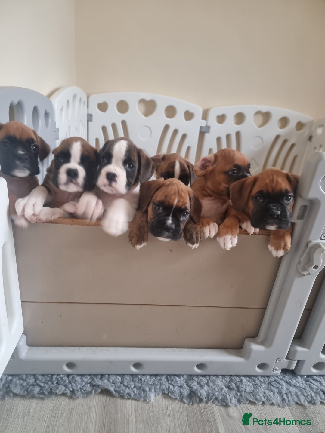 Boxer dogs for sale:   Outstanding  KC Boxer puppies - Advert 1