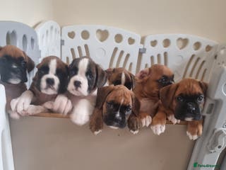 Boxer dogs Boxer puppy - Advert 6