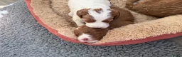 Australian Labradoodle dogs for sale: Stunning Australian Doubledoodle  Pups  - Advert 7