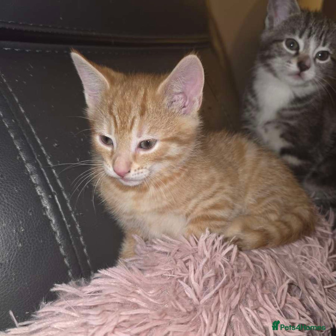 Mixed Breed cats for sale: 1 ginger male and 1 black male - Image 11