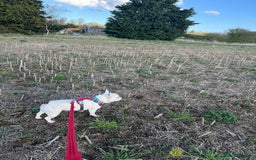 French Bulldog dogs for sale: Gorgeous 9 generation KC French bulldog - Image 2