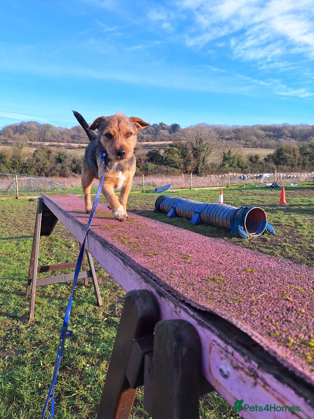 Patterjack dogs for stud: Jack Russell cross Patterdale for stud - Image 9