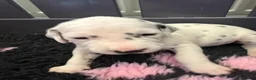 Dalmatian dogs for sale: Pedigree KC Registered Puppies - Advert 17