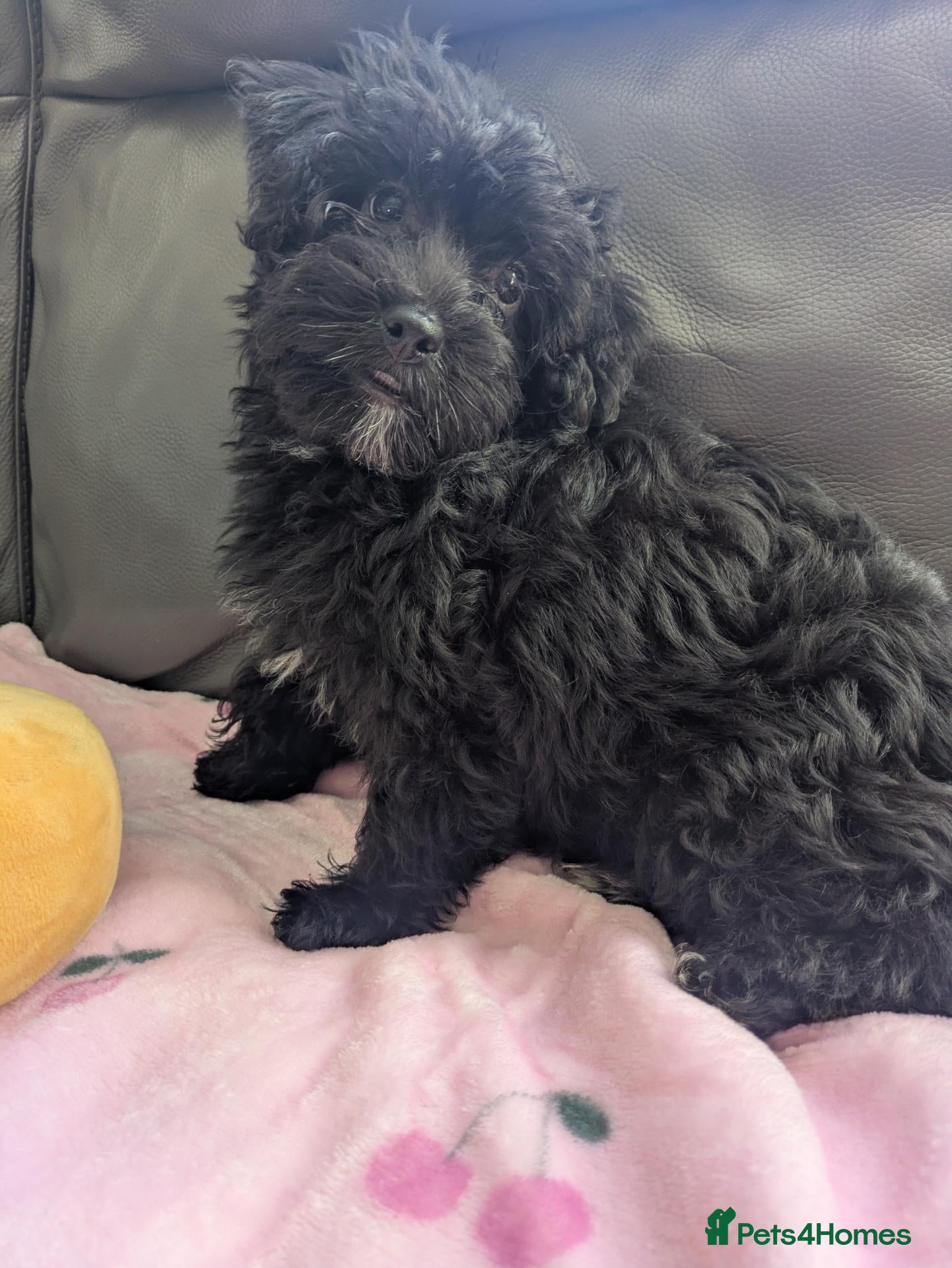Yorkiepoo dogs Gorgeous YORKIEPOO puppys - Advert 2