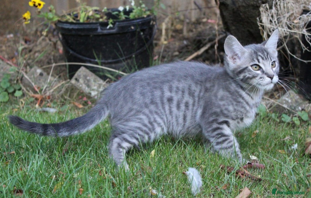Savannah cats for sale: Stunning Savannahx Maine coons - Image 36