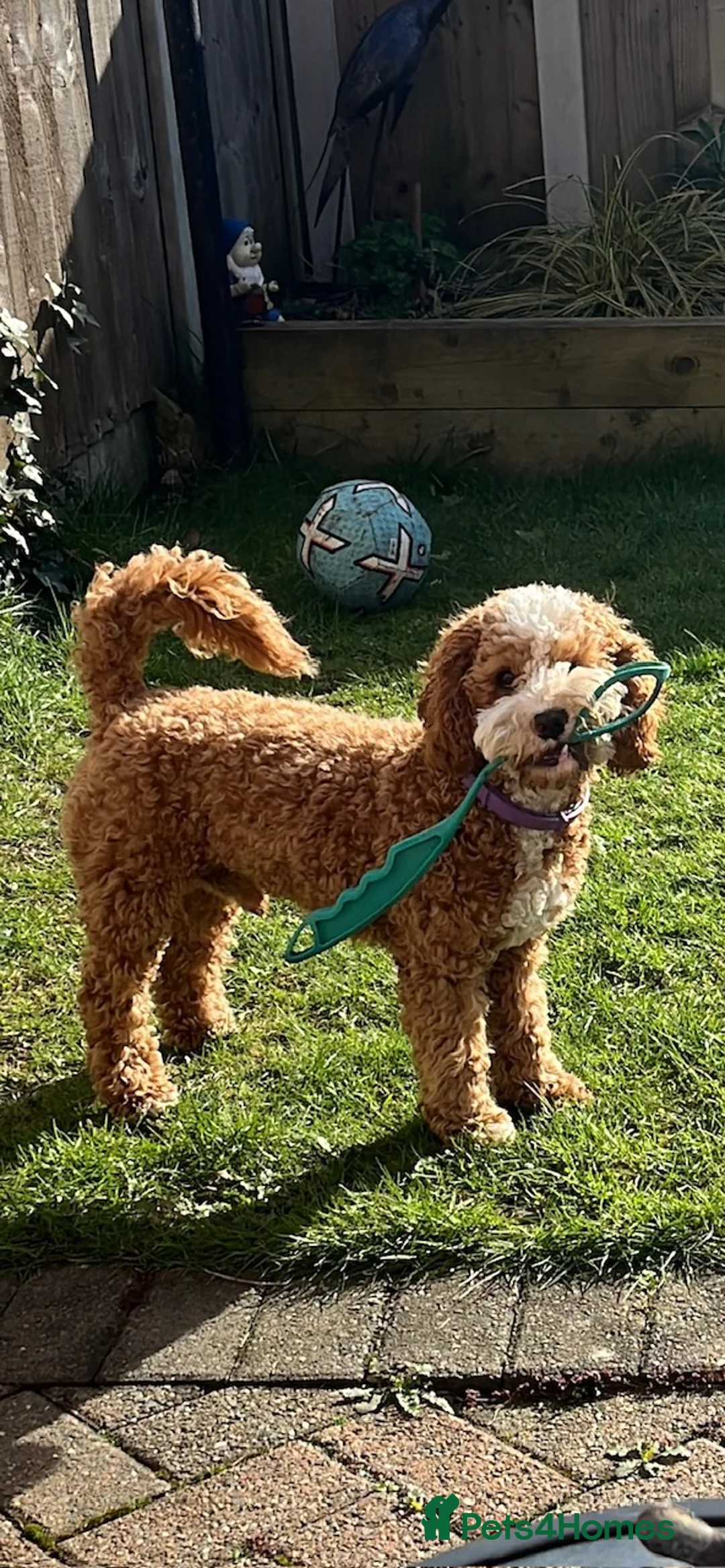 Mixed Breed dogs for sale: 10 m/o F2 Cockapoo in need of quiet home - Advert 4