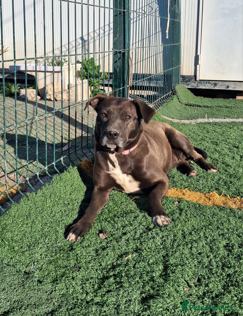 Mixed Breed dogs Please help SIRA from the Kill Station🚨🐾 - Advert 10