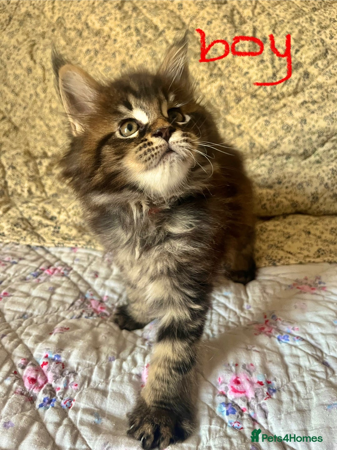Maine Coon cats for sale: Full Maine Coon Kittens - Image 4
