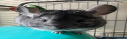 Chinchilla rodents for sale: Beautiful and friendly female Chinchilla   in Melton Mowbray - Advert 5
