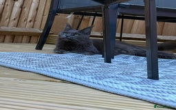 Maine Coon cats for sale: Stunning mainecoon/bsh kittens - Image 9