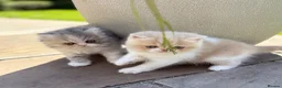 Exotic cats for sale: Exotic kittens two female  - Advert 12
