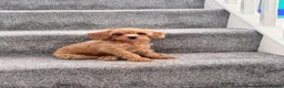 Toy Poodle dogs for sale: 5 Adorable Toy Poodle Puppies - Advert 6