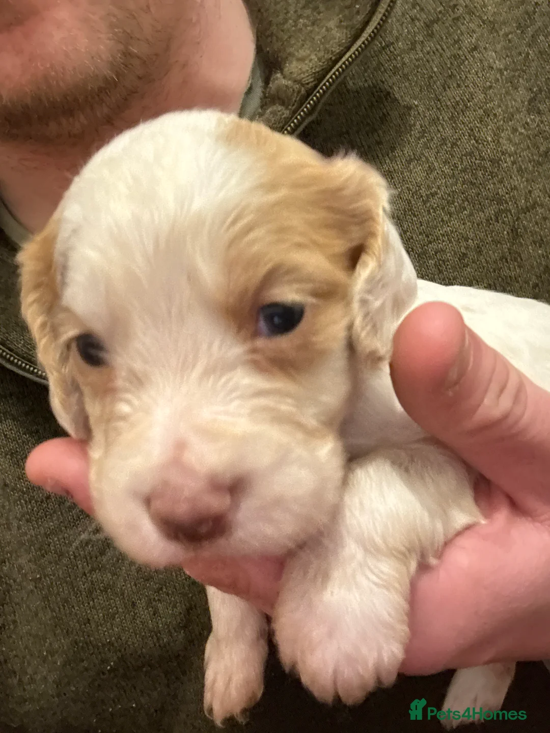 Cocker Spaniel dogs for sale: KC Working cocker spaniels. - Advert 5