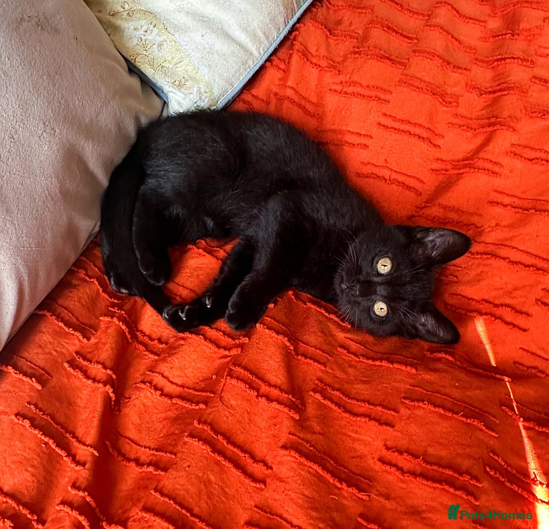 British Shorthair cats for sale: BSH x Sphynx - Image 4