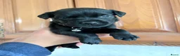 Rottweiler dogs for sale: 2 Rottweiler Puppies Left - 1 Boy 1 Girl  in Swadlincote - Advert 3