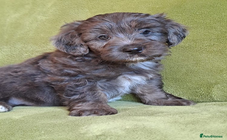 Lhasapoo dogs - Advert 10