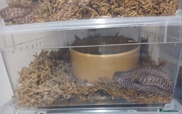 Python Snake reptiles for sale: Children's Pythons  - Image 7