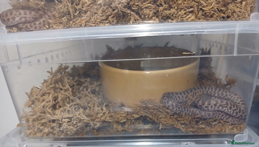 Python Snake reptiles for sale: Children's Pythons  - Image 7