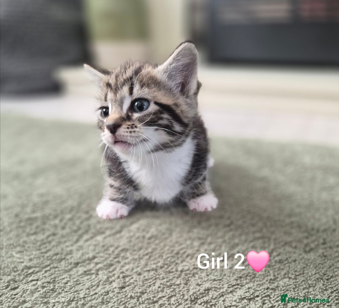 Mixed Breed cats for sale: Beautiful grey and tabby kittens  - Advert 13