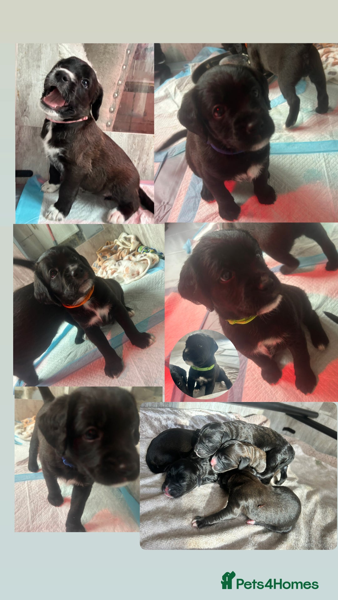 Mixed Breed dogs for sale:  Boxer-Doodle - Image 2