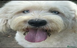 Sheepadoodle dogs for sale: unique sheepadoodles due - Image 7