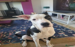 Mixed Breed dogs for sale: Max - Boxer/Collie Cross - Advert 10