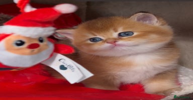 British Shorthair cats - Advert 8