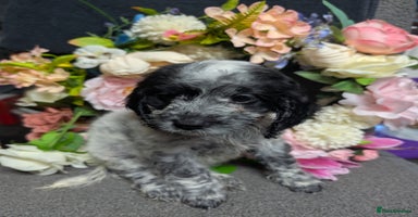 Cockapoo dogs - Advert 9