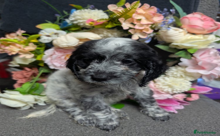 Cockapoo dogs F1 Cockapoo's 2 girls remaining  - Advert 9