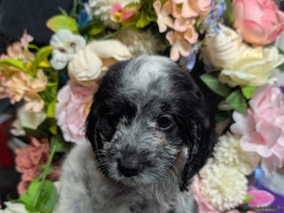 Cockapoo dogs F1 Cockapoo's 2 girls remaining - Advert 15