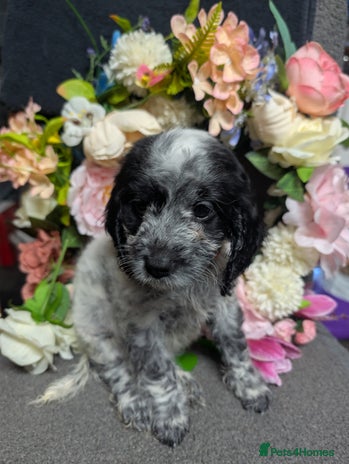 Cockapoo dogs F1 Cockapoo's 2 girls remaining - Advert 9