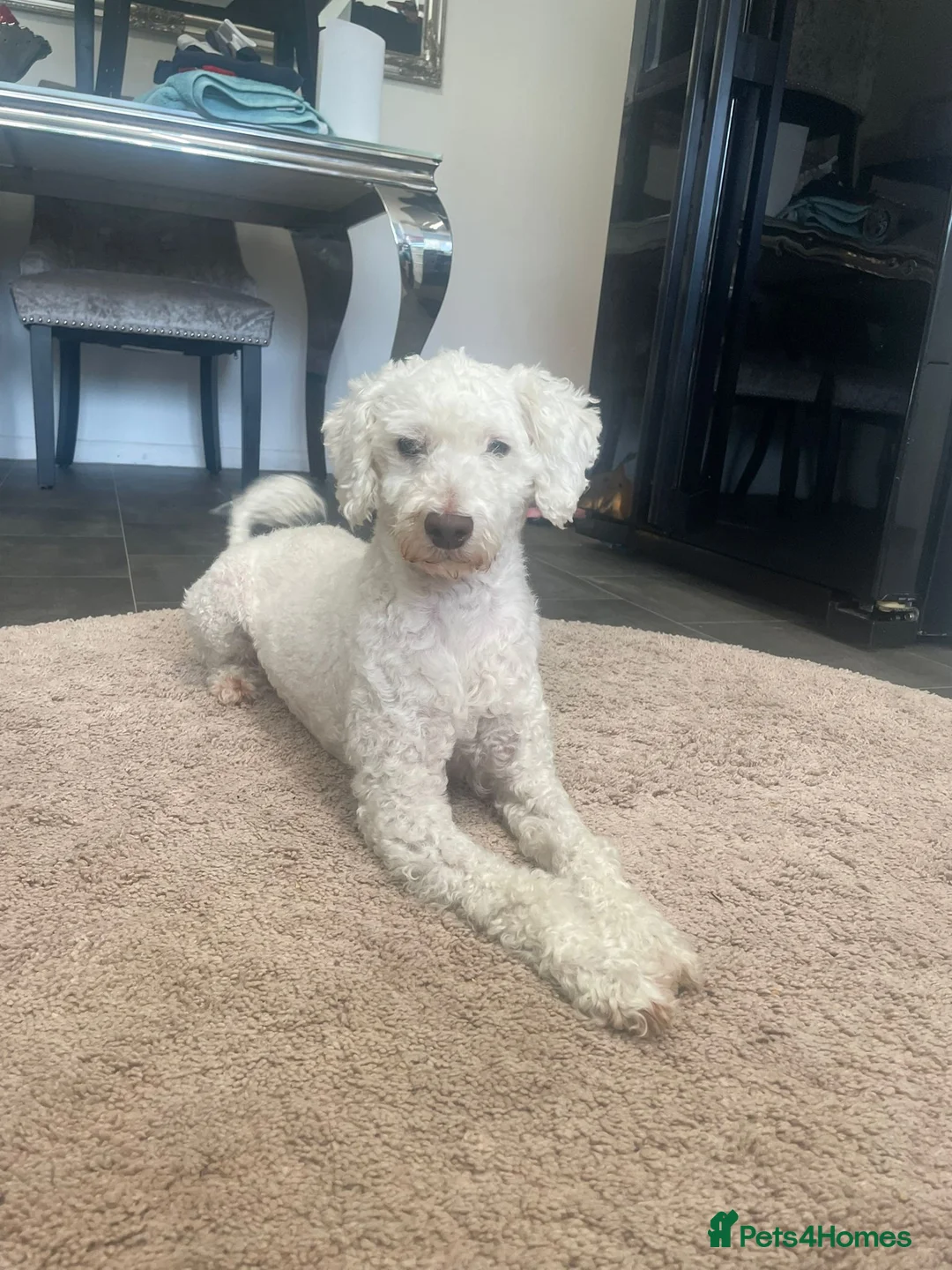 Cockapoo dogs for sale: F1 cockapoos  - Advert 7