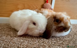 Mini Lop rabbits for sale: Mini lop babies - Image 9