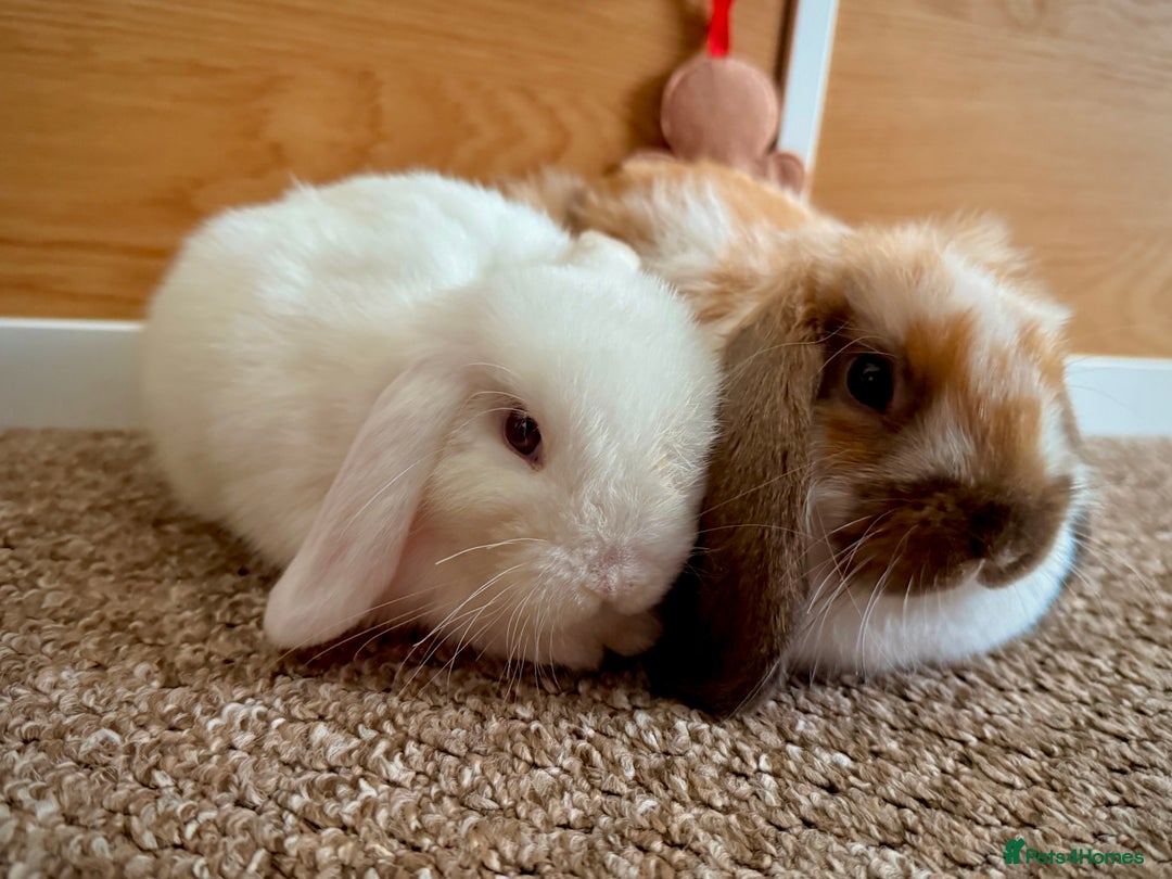 Mini Lop rabbits for sale: Mini lop babies - Image 9