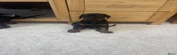 Dobermann dogs for sale:  German Dobermann puppies simply the best - Advert 14