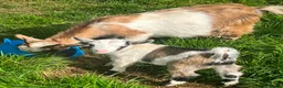 Goats livestock for sale: Kids for Sale in Launceston - Advert 7