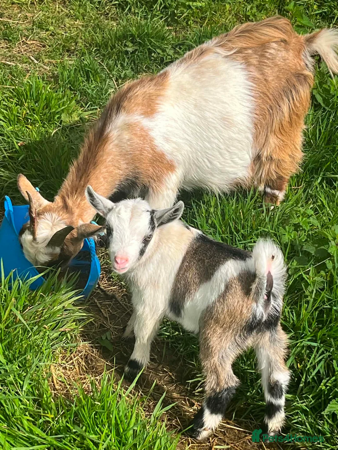 Goats livestock for sale: Kids for Sale in Launceston - Advert 7