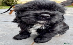 Mixed Breed dogs for sale: Mixed breed sm/md puppies  - Image 8