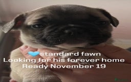 French Bulldog dogs for sale: 2 adorable french bulldogs-ready soon💓💙 - Image 5