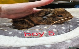 Guinea Pig rodents for sale: Baby girl and boy guinea pigs ready now - Image 9