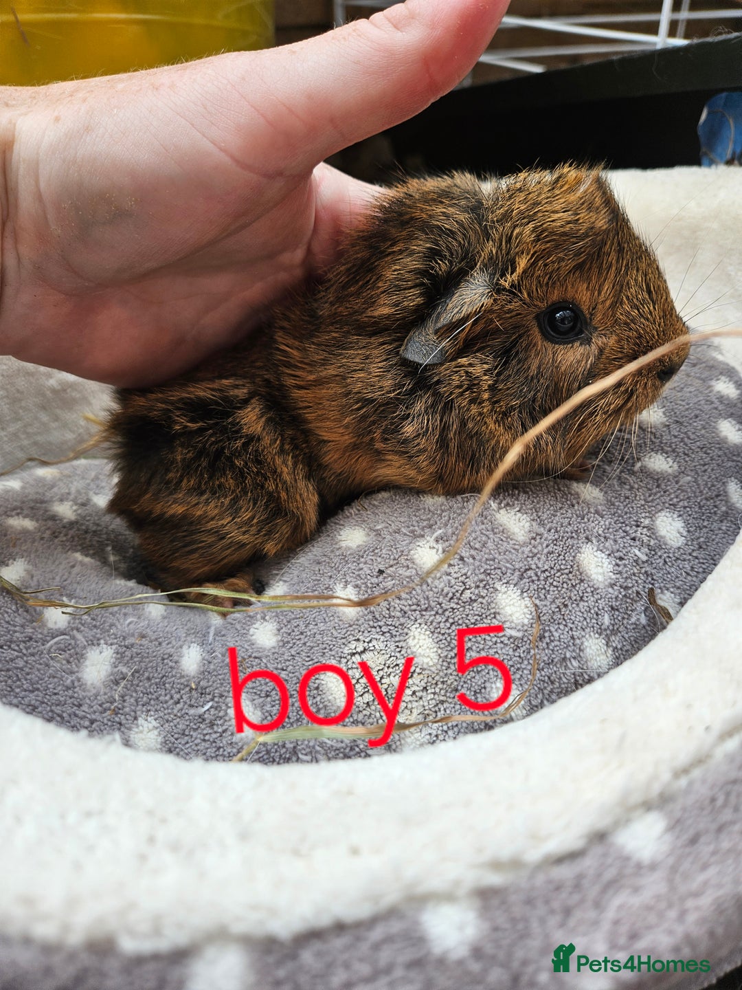 Guinea Pig rodents for sale: Baby girl and boy guinea pigs ready now - Image 9
