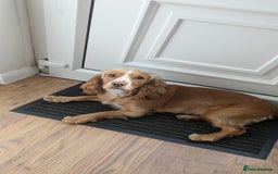 Cockapoo dogs for sale: Five Beautiful Cockerpoo Puppies  - Image 25