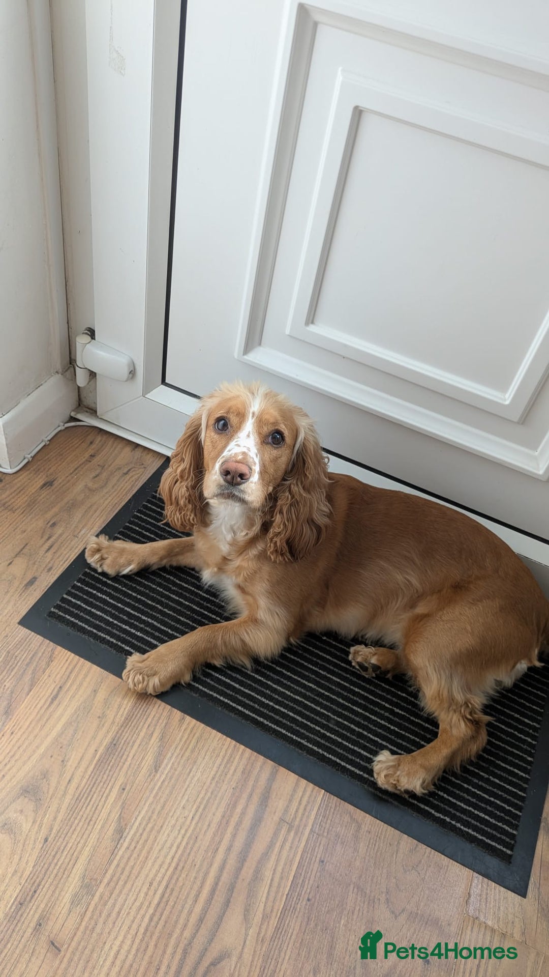 Cockapoo dogs for sale: Five Beautiful Cockerpoo Puppies  - Image 25