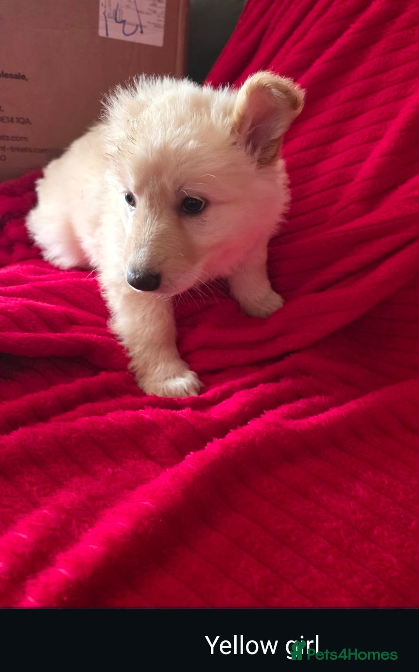 German Shepherd dogs Stunning litter of German Shepherd Pups - Advert 1