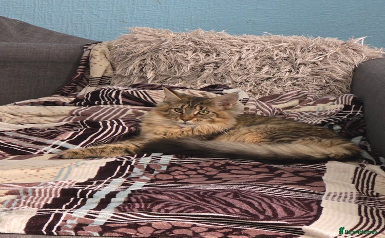 Maine Coon cats in High Wycombe - Advert 5