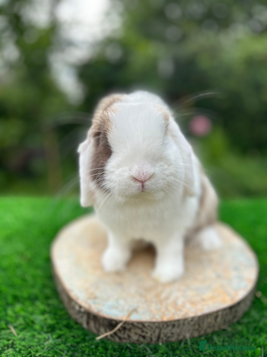 Mini Lop rabbits for sale: PUREBRED VACCINATED MINI LOP - Image 3