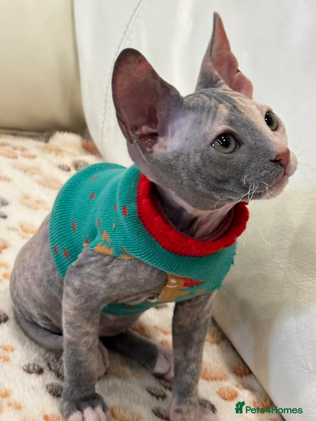 Sphynx cats for sale: Donskoy - Advert 4