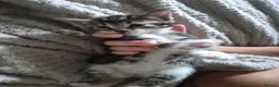 Mixed Breed cats for sale: Kittens - Advert 20