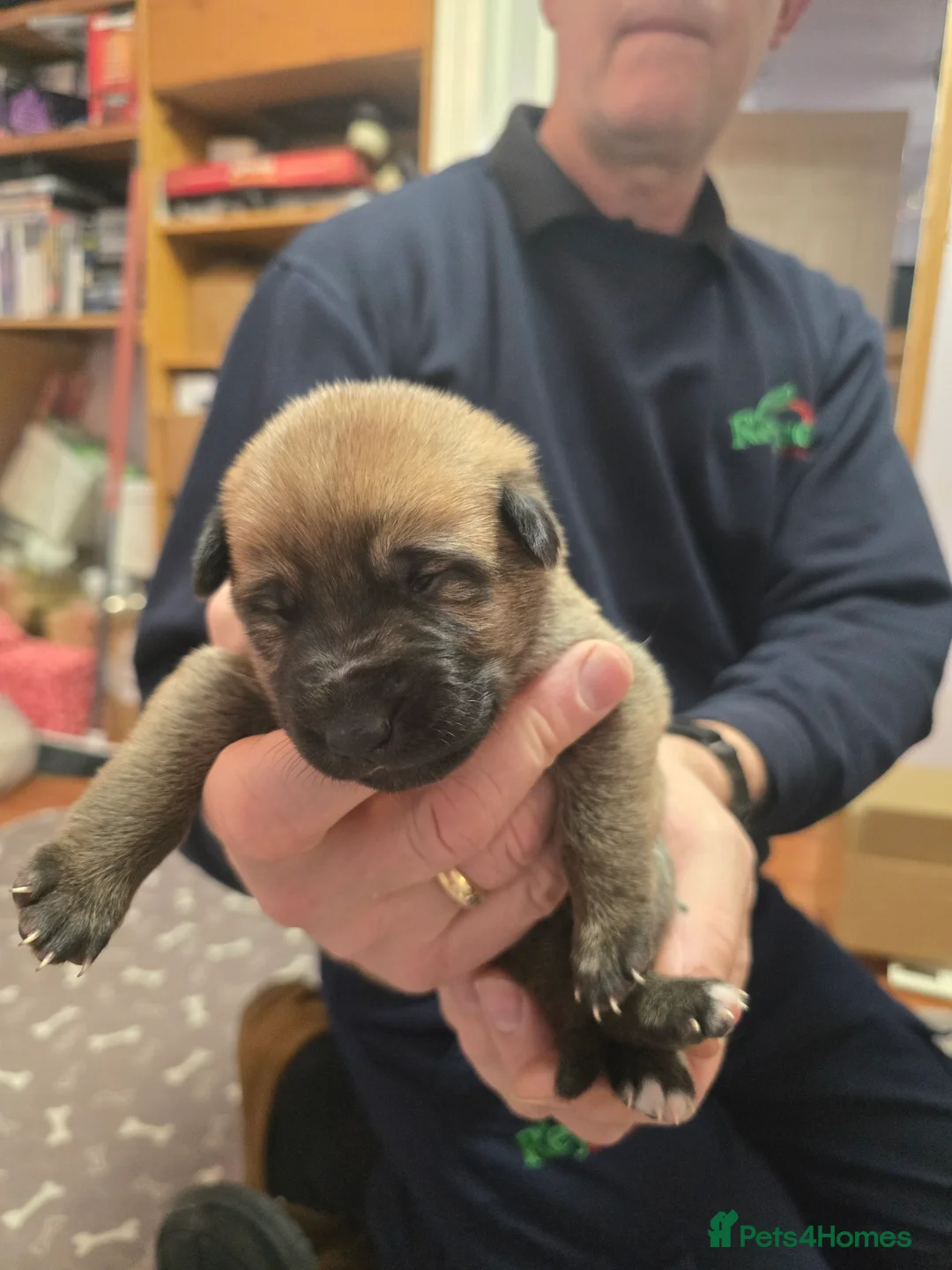 Mixed Breed dogs for sale: Cross between gsd/whippet/Huskey - Advert 8