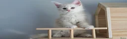 Maine Coon cats for sale: Rare Red Shaded TICA Maine Coon Kittens - Advert 8
